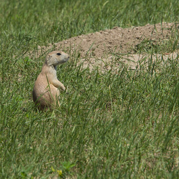 Baby prairie dog