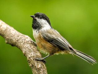 Black capped chickadee perched on a tree branch, Oregon