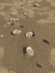 footprints on the sand