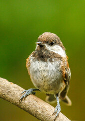 A Chestnut backed chickadee perched on a tree branch, Oregon