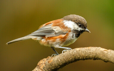 A Chestnut backed chickadee perched on a tree branch, Oregon