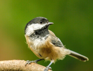 Black capped chickadee perched on a tree branch, Oregon