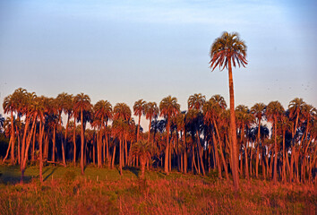Sonnenuntergang und Palmen im Nationalpark Los Palmares bei Colon, Provinz Entre Rios, Argentinien