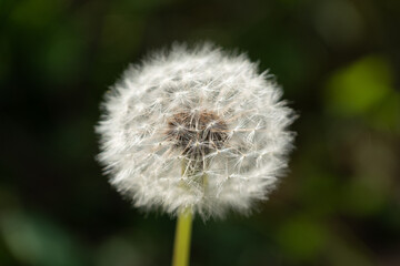 dandelion on black background
