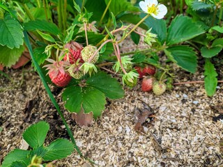 Strawberries on a bush