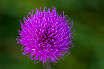 Flower of a thistle