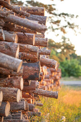 Wood logs extracted from the pine forest lie on a pile