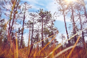 Low angle, autumn landscape with grass, trees, blue sky and sun rays
