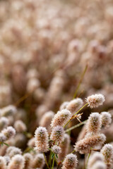 Close up of Trifolium arvense - hare's-foot clover , rabbitfoot clover