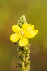 Yellow flower. Verbascum - mullein