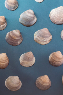 seashells on the blue background, the atmosphere