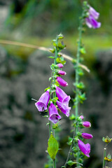 Campanula purple beautiful flowers in nature