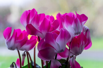Close up of cyclamen persicum flowers in bloom