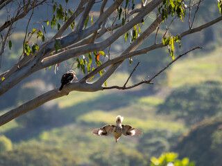 Kookaburra mother watches juvenile diving for food.