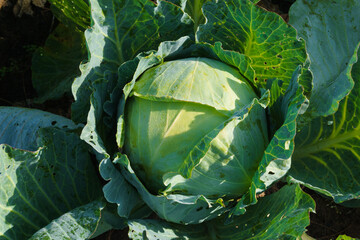 head of cabbage on a bed