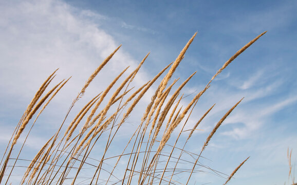 Dune Grass Provincetown, Cape Cod