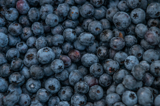 Freshly Picked Blueberries