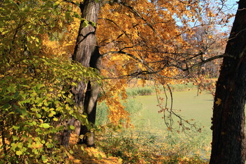 Fototapeta na wymiar Medyka Jesień Barwy Jesieni, Liście Drzewa, Natura, Park Staw, Roślinność