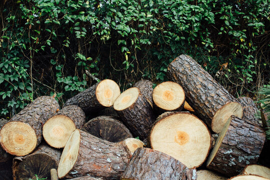 Pile of cut wood