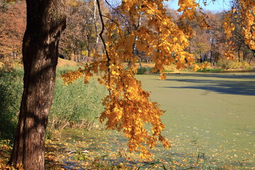 Medyka Jesień Barwy Jesieni, Liście Drzewa, Natura, Park Staw, Roślinność © woodyd