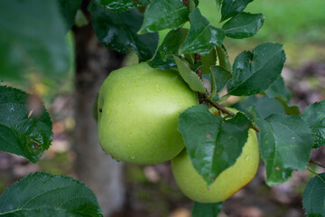 green apple on tree