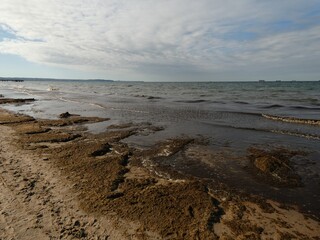 Seascape with beach sand covered with green algae, Gdansk, Poland