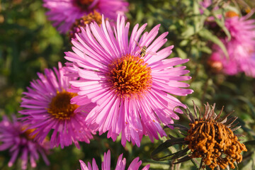 Obraz premium pink and yellow flower