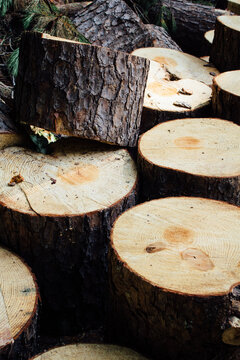 Tree stumps