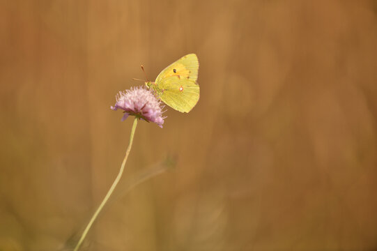 Fototapeta Yellow butterfly resting on a lilac flower