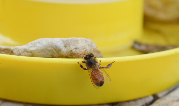 A worker bee outside of a yellow drinking station