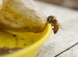 A worker bee outside of a yellow drinking station