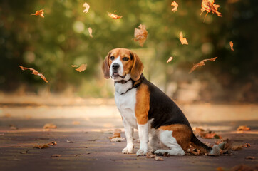 beagle dog lovely autumn pet portrait magic light
