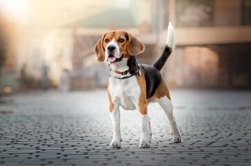 cheerful beagle dog lovely cute portrait in city
