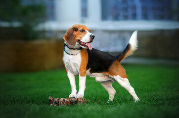 Naklejka na ściany i meble cheerful beagle dog lovely cute portrait in city 