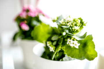 Beautiful spring flowers on windowsill background