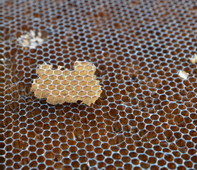 white beeswax on brown honey comb outside 