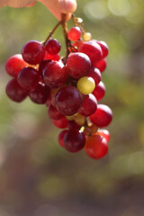 Hand holding picked red grapes in a garden. Selective focus.