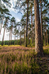 Trees and flowers in the forest