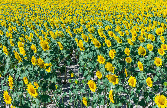 Sunflower Field Under The Sunlight In The Countryside - Great For Wallpapers