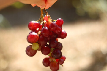 Hand holding picked red grapes in a garden. Selective focus.