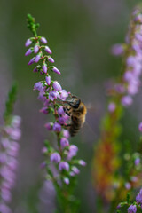 Bee on a heather flower