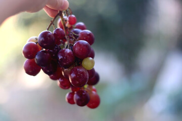 Hand holding picked red grapes in a garden. Selective focus.