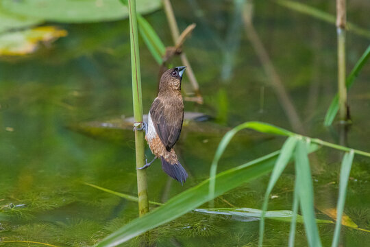 Scaly-breasted Munia,Spice Finch,Nutmeg Mannikin,Lonchura punctulata