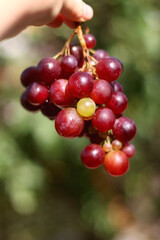 Hand holding picked red grapes in a garden. Selective focus.