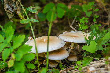 Wild mushrooms in their natural environment 