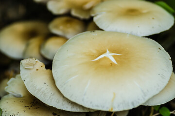 Wild mushrooms in their natural environment 