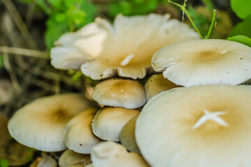 Wild mushrooms in their natural environment 
