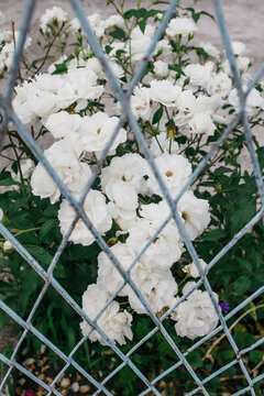 white flowers behind chain linked fence