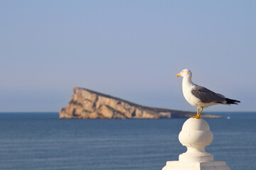 Isla de Benidorm, Alicante, España