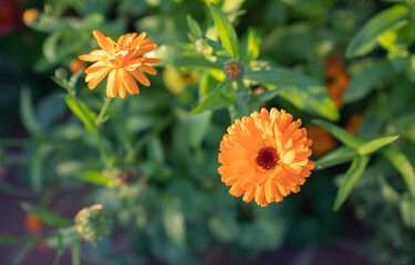 orange flower in garden